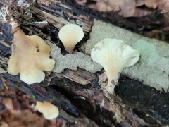 Hohenbuehelia angustata