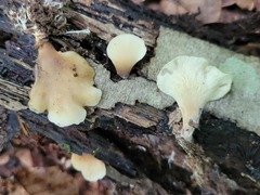 Hohenbuehelia angustata