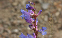 Penstemon cyaneus