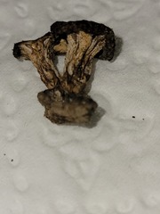 Bresadolia craterella