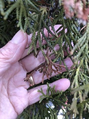 Pestalotiopsis funerea