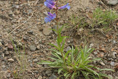 Penstemon cyaneus
