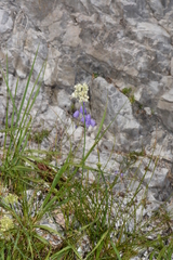 Allium ochroleucum