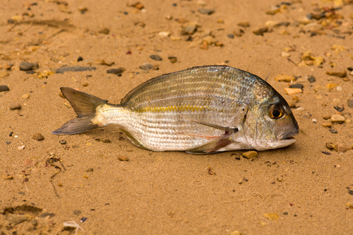 Cape stumpnose (Rhabdosargus holubi) — Sparidae — 3