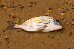 Rhabdosargus holubi
