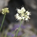 Allium ochroleucum - Photo (c) brudermann, algunos derechos reservados (CC BY-NC)