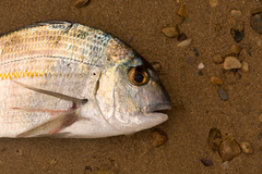 Rhabdosargus holubi