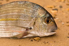 Rhabdosargus holubi