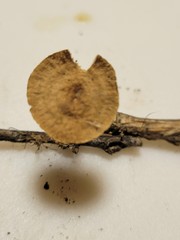 Collybiopsis dichroa