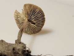 Collybiopsis dichroa