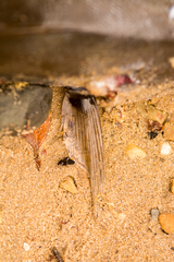 Rhabdosargus holubi