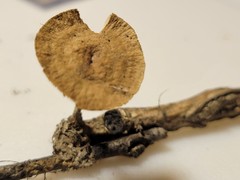 Collybiopsis dichroa