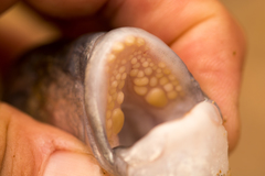 Rhabdosargus holubi