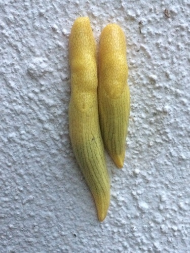 African Banana Slug