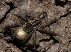 Diapontia uruguayensis