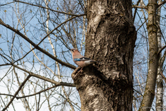 Garrulus glandarius