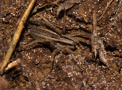 Hogna bivittata