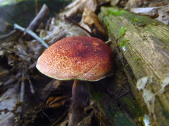 Boletus fraternus