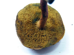Boletus fraternus