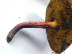 Boletus fraternus