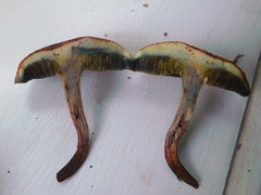 Boletus fraternus