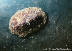 Lepidochitona caprearum