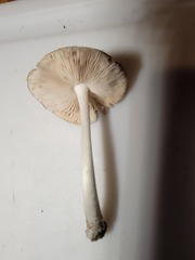 Pluteus hongoi