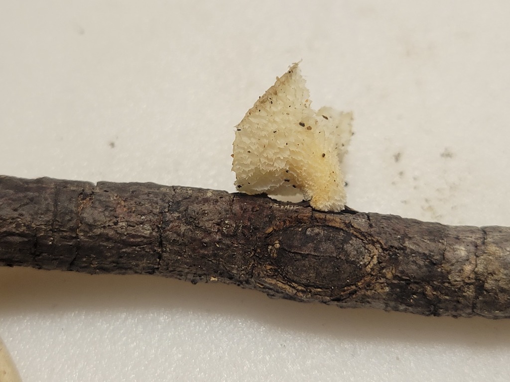 bracket-fungi-from-harmonie-state-park-new-harmony-indiana-usa-on