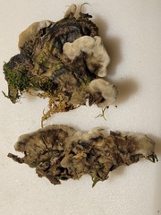 Thelephora cuticularis