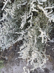 Aerva javanica