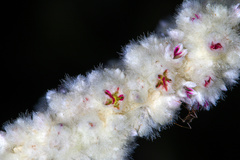 Aerva javanica