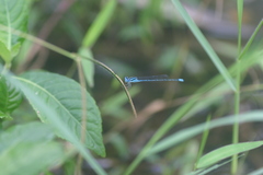 Pseudagrion malabaricum