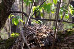 Turdus philomelos
