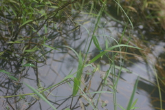 Pseudagrion malabaricum