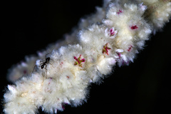 Aerva javanica