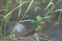 Pseudagrion malabaricum