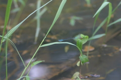 Pseudagrion malabaricum