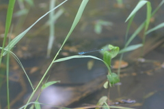 Pseudagrion malabaricum
