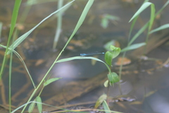 Pseudagrion malabaricum