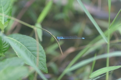 Pseudagrion malabaricum
