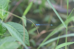 Pseudagrion malabaricum