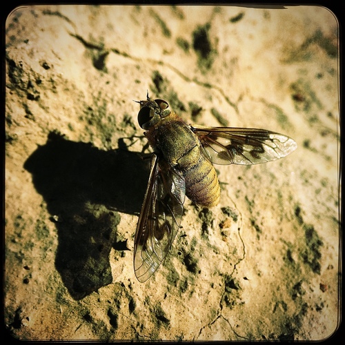 Exoprosopa tripartita
