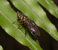 Spheginobaccha