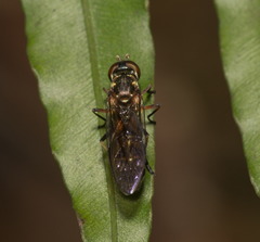 Spheginobaccha
