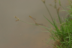 Ceriagrion rubiae