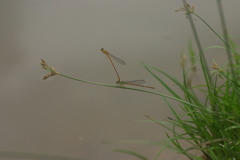 Ceriagrion rubiae