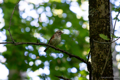 Turdus iliacus