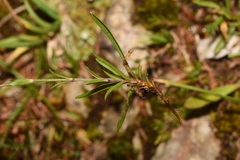Heliosperma alpestre