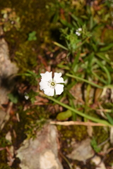 Heliosperma alpestre