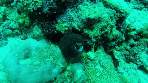 Whitemouth Moray — seen at this dive site